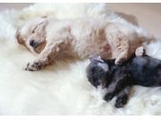 入会金不要！2日で資格取得！！ペットシッター士資格認定講座【全２回】