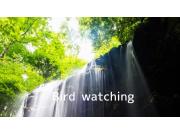 ～Bird watching～ レインブーツ♩