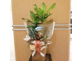 幸せいっぱいの寄せ植え入荷しました♡