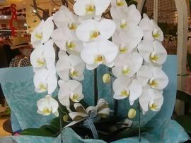 ー慶忌におすすめのお花ー