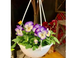 ~スタッフお気に入り花鉢~
