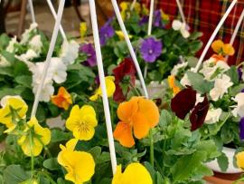 ~スタッフお気に入り花鉢~