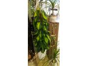 インテリアグリーン入荷しました☆