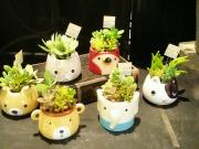 多肉植物続々入荷デス♪