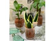 ミニ観葉入荷しました☆