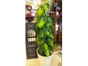 【おススメ】インテリアグリーン